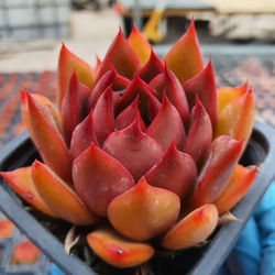 フランク エケベリア 超美苗 大苗 大株 多肉植物 韓国苗 観葉植物 花 園芸 1枚目の画像