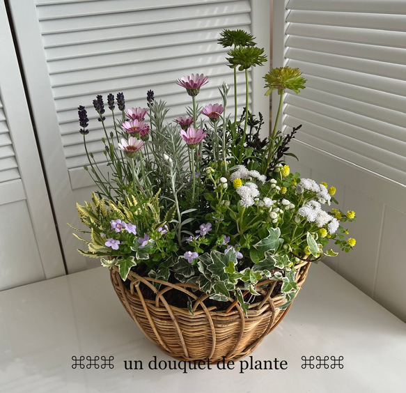 寄せ植え　花　ローダンセマム 寄せ植えローダンセマム、花かんざし、「寄植え」のアルバム