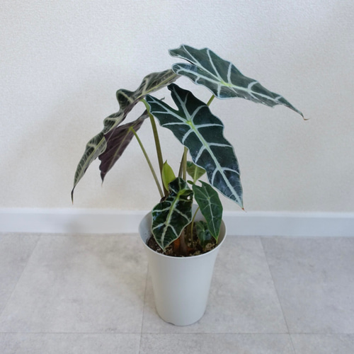 アロカシア アマゾニカ 観葉植物 室内 〈フィロデンドロン クテナンテ