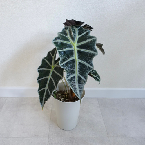 アロカシア アマゾニカ 観葉植物 室内 〈フィロデンドロン クテナンテ