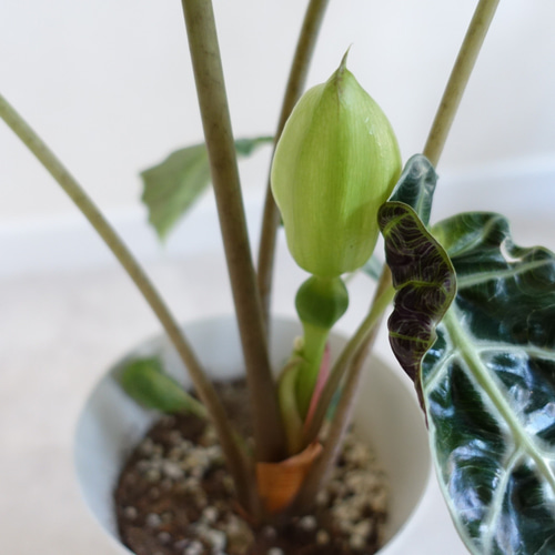 アロカシア アマゾニカ 観葉植物 室内 〈フィロデンドロン クテナンテ