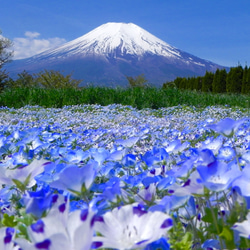 世界遺産 富士山写真 ポストカード 5枚セット(厚さ、薄手 0.225ｍｍ) 1枚目の画像