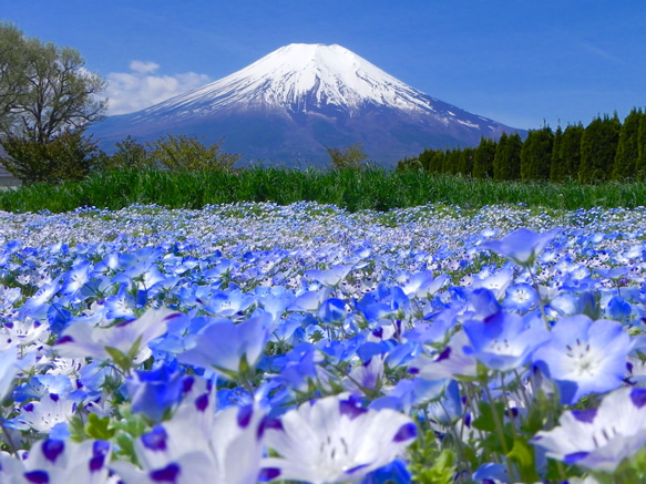 世界遺産 富士山写真 ポストカード 5枚セット(厚さ、薄手 0.225ｍｍ) 1枚目の画像