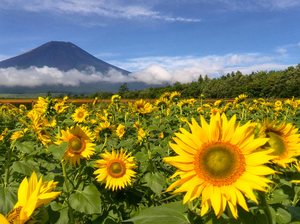 世界遺産 富士山写真 ポストカード 5枚セット(厚さ、薄手 0.225ｍｍ) 2枚目の画像