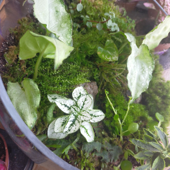 観葉植物と苔テラリウム 2枚目の画像