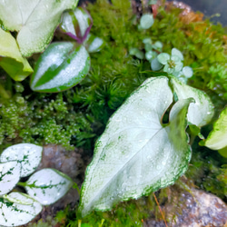 観葉植物と苔テラリウム 3枚目の画像