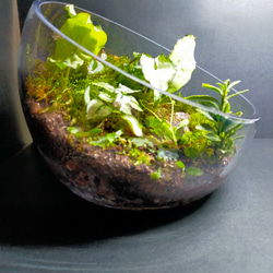 観葉植物と苔テラリウム 5枚目の画像