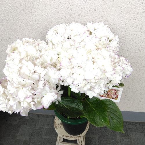 送料無料】あじさい カレンパープル 上品 5号鉢開花株 袋ラッピング