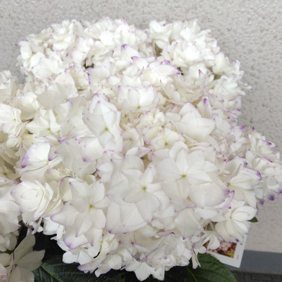 福岡ブランド☆アジサイ☆パープルシルバー☆6号鉢☆入手困難☆生産終了かも☆ 福岡ブランド☆アジサイ☆パープルシルバー☆6号鉢☆入手困難☆生産