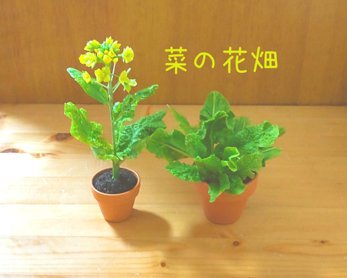 菜の花 3e2961594a4d2d9caea1eca18cc95d