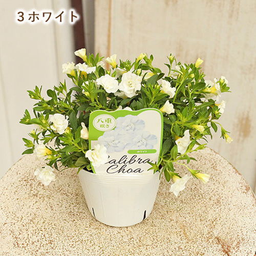 セール値下げ 花苗 カリブラコア 八重咲き ウノダブル 3.5号ポット