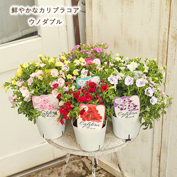 セール値下げ 花苗 カリブラコア 八重咲き ウノダブル 3.5号ポット
