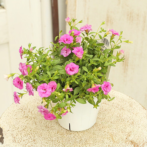 セール値下げ 花苗 カリブラコア 八重咲き ウノダブル 3.5号ポット