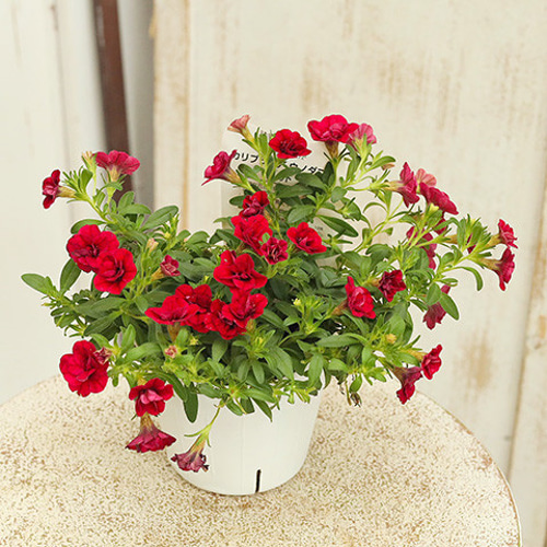 セール値下げ 花苗 カリブラコア 八重咲き ウノダブル 3.5号ポット