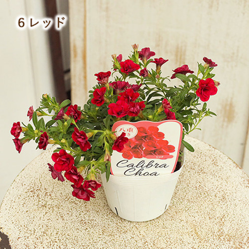 セール値下げ 花苗 カリブラコア 八重咲き ウノダブル 3.5号ポット