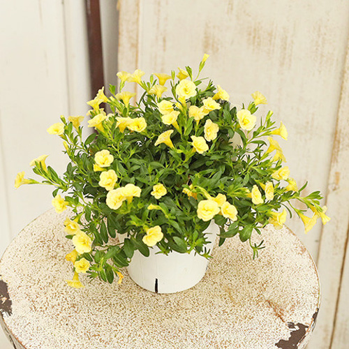 セール値下げ 花苗 カリブラコア 八重咲き ウノダブル 3.5号ポット