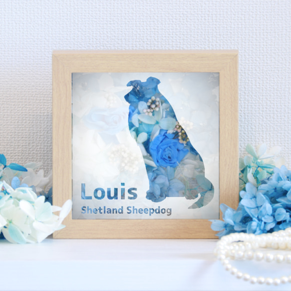 見本品 羊毛フェルトシェルティ 見本品 羊毛フェルトシェルティ 【公式通販】