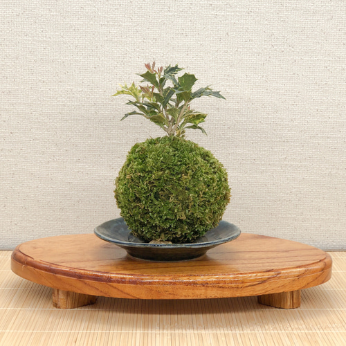 送料無料)五色柊の苔玉『クリーム色の斑が美しい』 盆栽