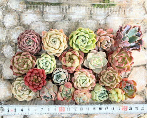 多肉植物　寄せ植え　韓国苗　ブック　a 多肉植物 寄せ植え 韓国苗 ブック a