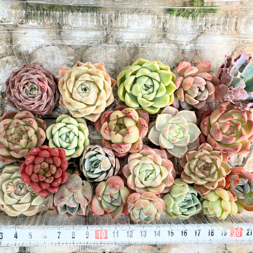 韓国苗 大容量タイプ 多肉植物 お買い得 寄せ植え 多肉植物 プクニク 