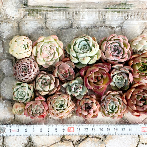 多肉植物　寄せ植え　韓国苗　特大 韓国苗 大容量タイプ 多肉植物 お買い得 寄せ植え 多肉植物 プクニク