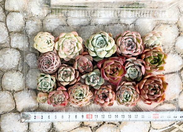 韓国苗　大容量タイプ　多肉植物　お買い得　寄せ植え 2枚目の画像