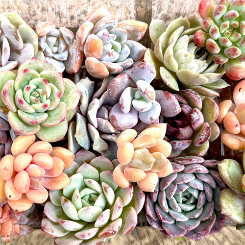 韓国苗 大容量タイプ 多肉植物 お買い得 寄せ植え 多肉植物 プクニク