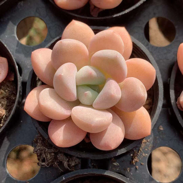 花BanLu 超美苗 多肉植物 韓国苗 観葉植物 花 園芸 1枚目の画像