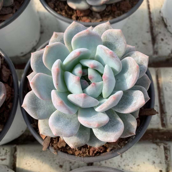 特大 オレンジモンロー 激レア高級多肉植物 超美苗 大苗大株 韓国苗