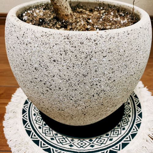 現品］シェフレラ カポック 曲がり 7号 観葉植物 室内 陶器鉢