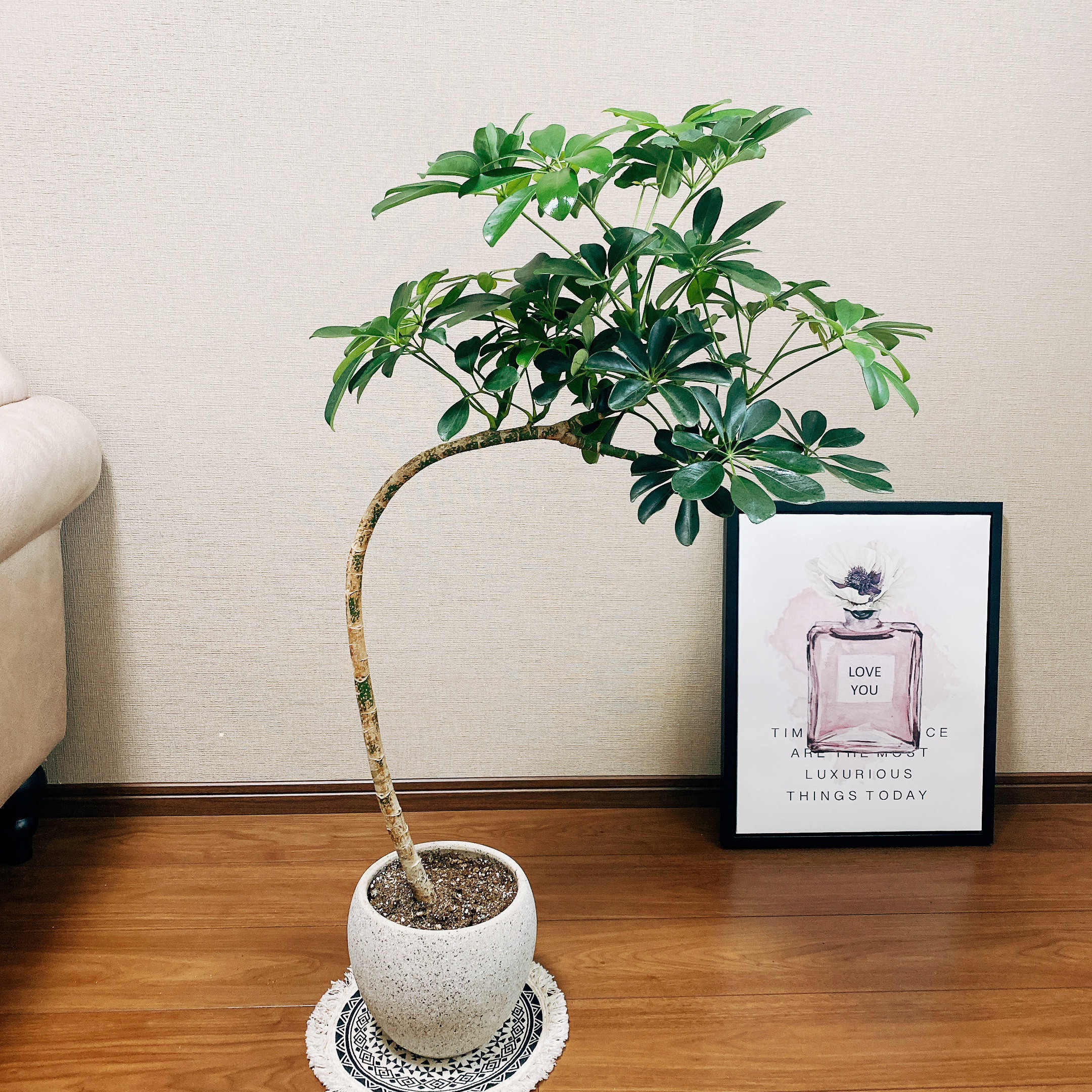 美的♡シェフレラ・カポック オフホワイト受け皿付き7号7寸鉢 匿名配送！送料込み