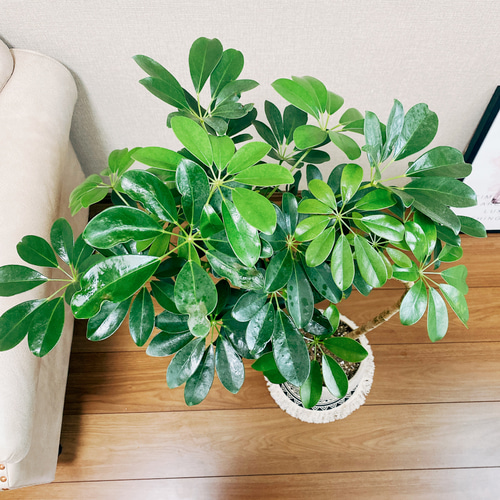 観葉植物 カポック 7号の人気商品・通販・価格比較 - 価格.com