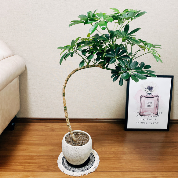 ［現品］シェフレラ　カポック　曲がり　7号　観葉植物　室内　陶器鉢受け皿付き　おしゃれ　かわいい　落ち着きのある 8枚目の画像