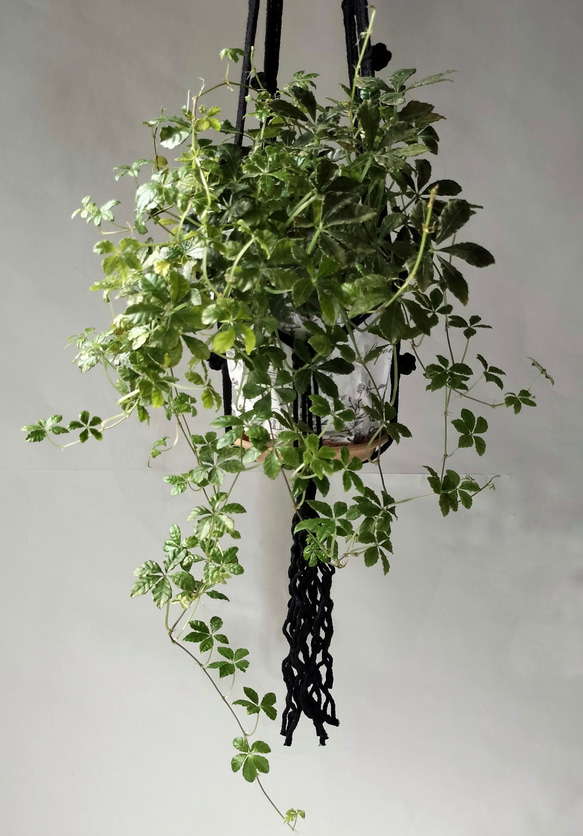 プラントハンガー　マクラメ　マクラメ編み　ブラック　オフホワイト　観葉植物　ハンギング　吊り下げ植物 6枚目の画像