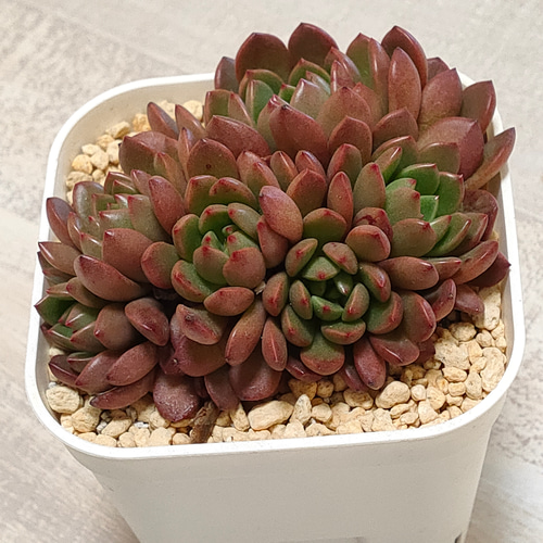 ピンクルルビー【多肉植物】 多肉植物 エケベリアSKETCH 通販 15818707