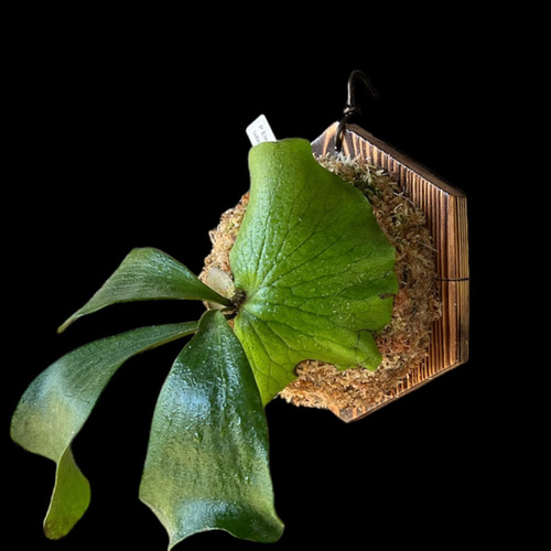 ビカクシダ・コウモリラン着生植物用着生板 焼杉（浮作り）1枚
