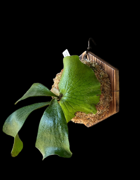 ビカクシダ・コウモリラン着生植物用着生板　焼杉（浮作り）1枚 5枚目の画像
