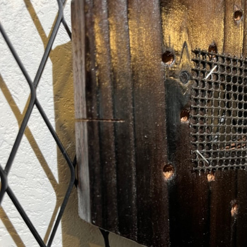 ビカクシダ・コウモリラン 着生植物用着生板 焼杉（全焼き）1枚 その他