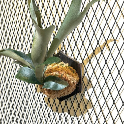 ビカクシダ・コウモリラン 着生植物用着生板 焼杉（全焼き）1枚