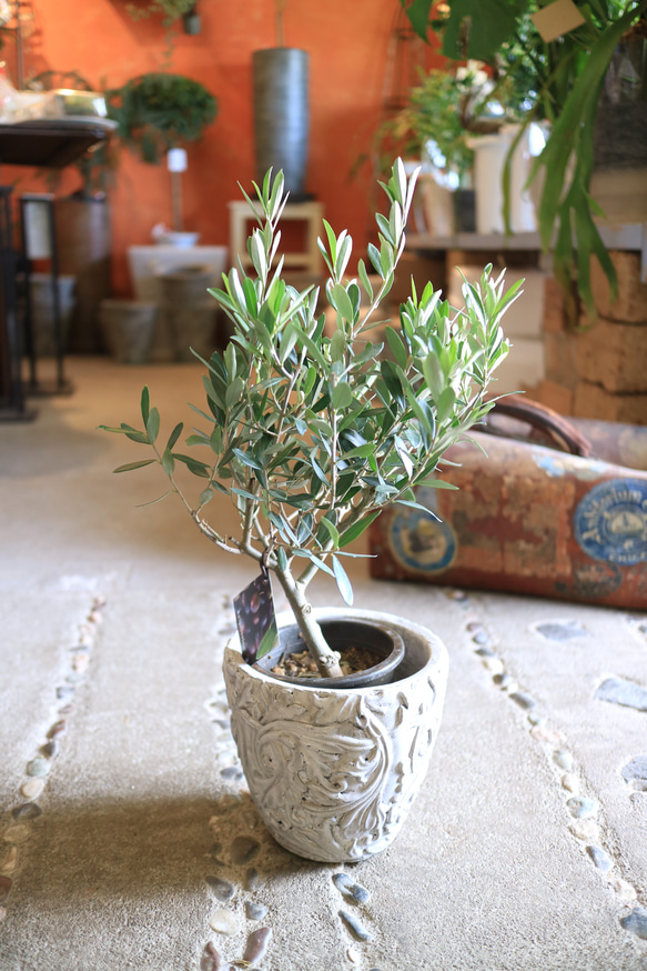 オリーブの木 チプレッシーノ SOUJU 9号鉢植え 古木 常緑樹