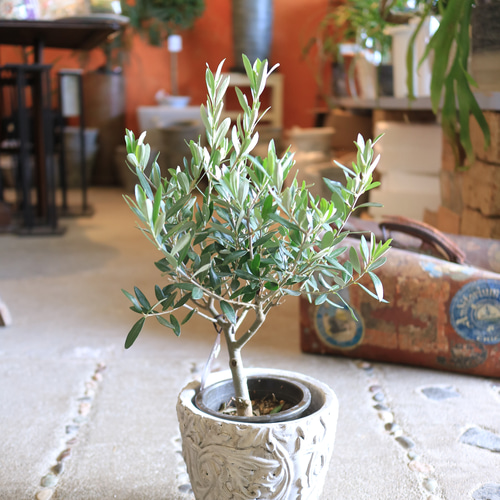 SOUJU> 素敵な オリーブの木 ＜チプレッシーノ＞とうさぎさん