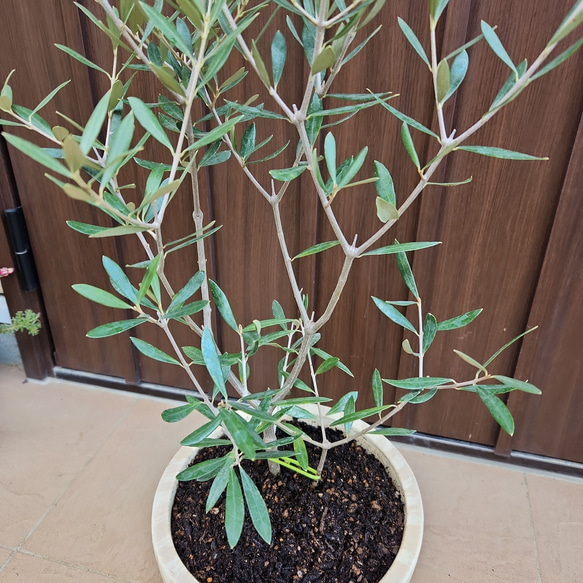 再販♡オリーブの木　エルグレコ　お洒落鉢植え　シンボルツリーに♪　苗 4枚目の画像