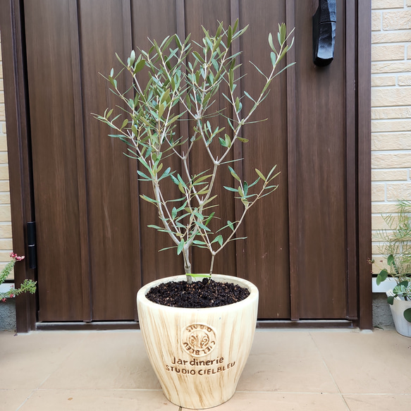 再販♡オリーブの木　エルグレコ　お洒落鉢植え　シンボルツリーに♪　苗 1枚目の画像