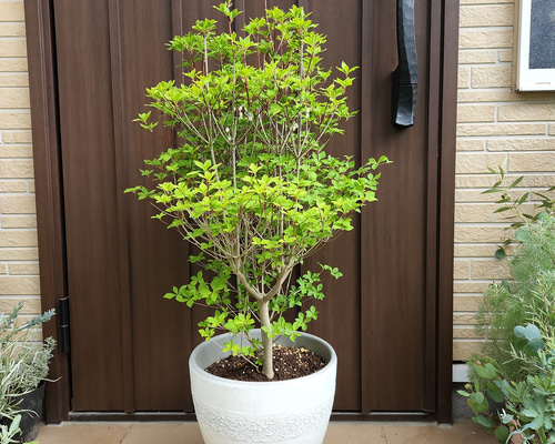 yamaページ　ドウダンツツジ　灯台躑躅　オリーブエルグレコ　ポット鉢植え yama様専用ページ ドウダンツツジ 灯台躑躅 オリーブエルグレコ