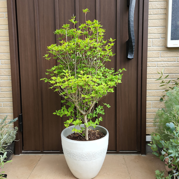 大苗♡ドウダンツツジ 鉢植え 苗 庭木 シンボルツリーに