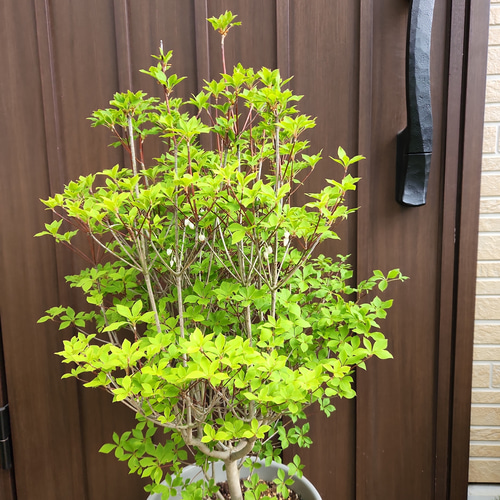 大苗♡ドウダンツツジ 鉢植え 苗 庭木 シンボルツリーに