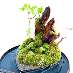 苔　苔盆栽　苔盆景　双璧流苔　母の日、父の日に 17枚目の画像