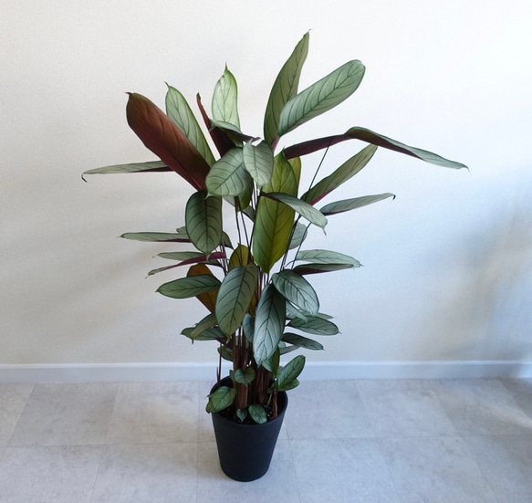 クテナンテ セトサ ファイバー鉢 お皿付き 観葉植物カラテアの通販