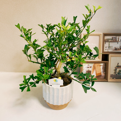現品］シェフレラ トライアンギュラリス 4号 観葉植物 室内 陶器鉢