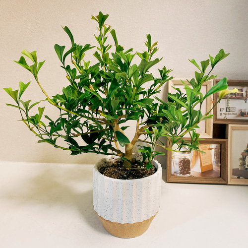 現品］シェフレラ トライアンギュラリス 4号 観葉植物 室内 陶器鉢